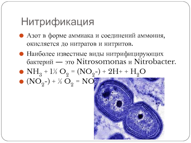 Азотфиксирующие и нитрифицирующие бактерии