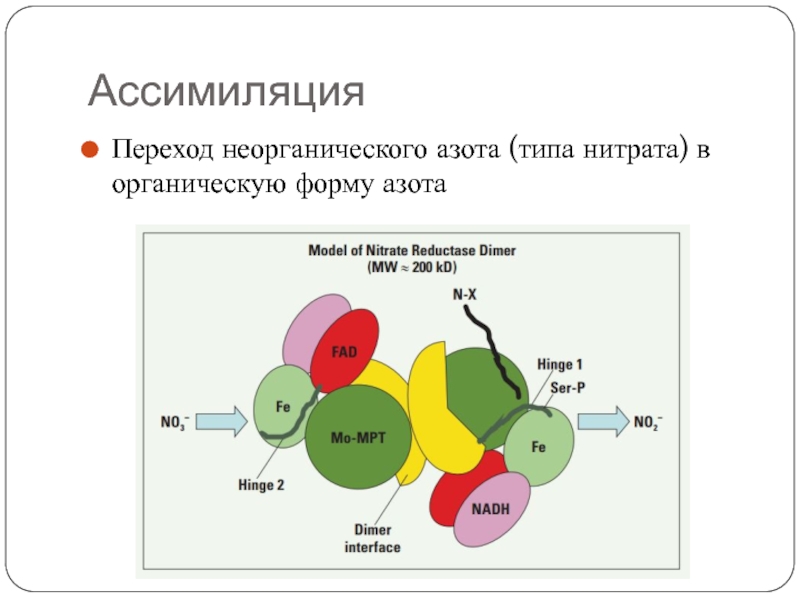 Азот нитраты и нитриты