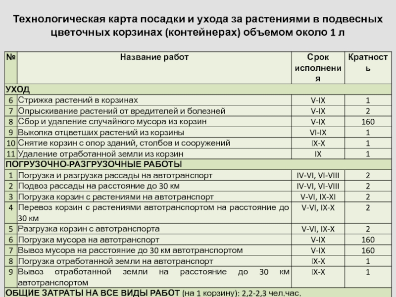 Технологическая карта выращивания хризантемы