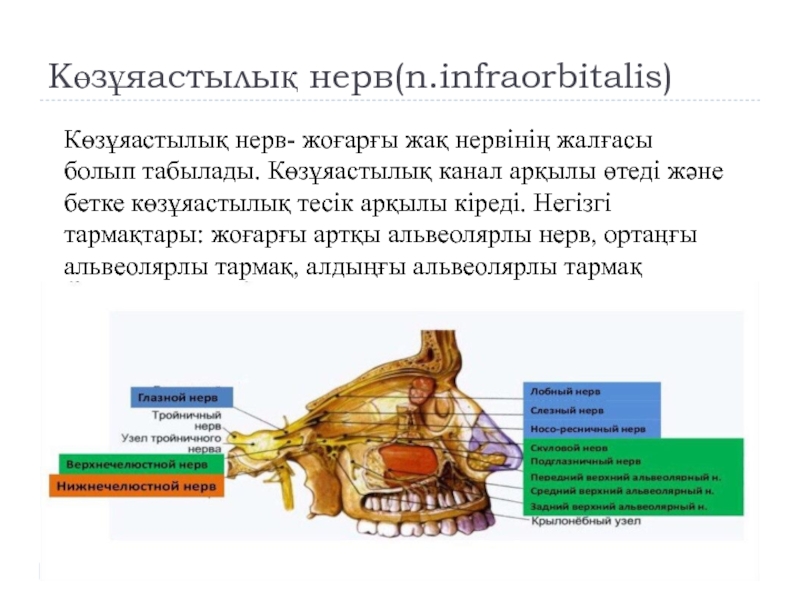 Infraorbitalis supraclavicularis infratrochlearis