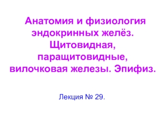 Анатомия и физиология эндокринных желёз. Щитовидная, паращитовидные, вилочковая железы. Эпифиз