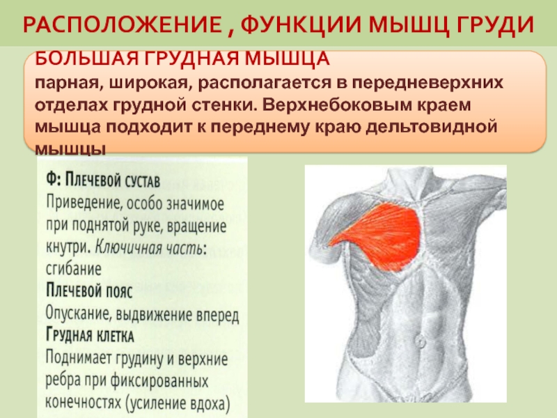 Большая грудная мышца. Функция большой грудной мышцы. Дельтовидная мышца функции. Большая грудная мышца функции.