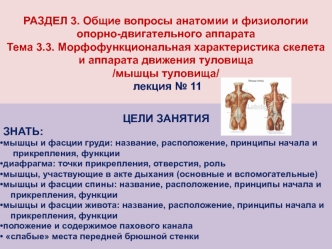 Морфофункциональная характеристика скелета и аппарата движения туловища (Тема 3.3)