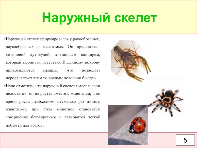 На каком рисунке изображено животное у которого нет наружного хитинового скелета