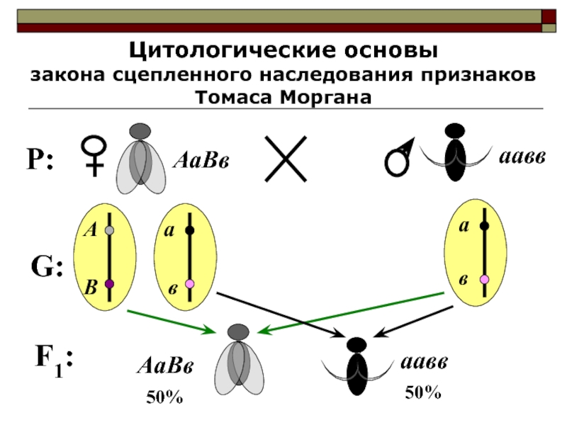 Хромосомная теория Томаса Моргана. Урок 10 класс сцепленное наследование признаков.. Схема решения задач на сцепленное наследование.