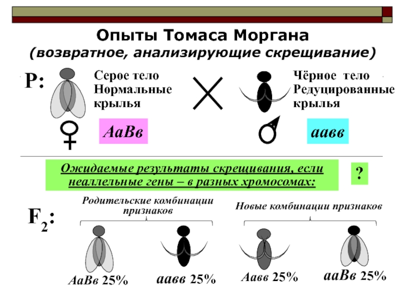 Анализирующее скрещивание презентация 9 класс