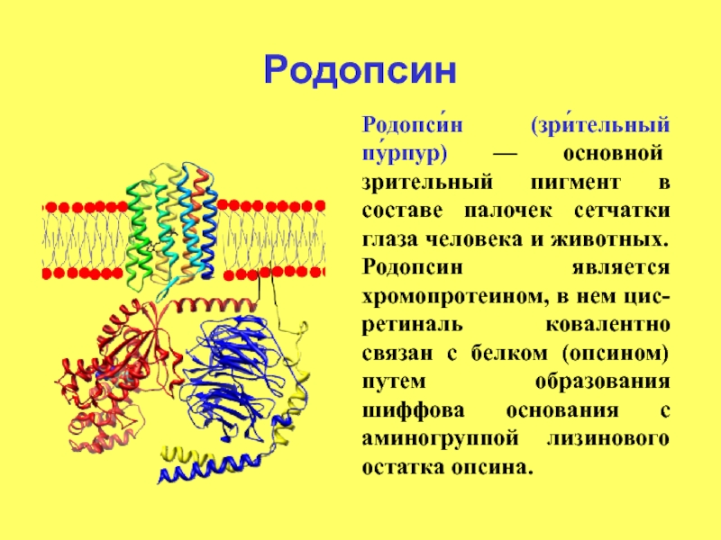 Сетчатка родопсин палочка. Родопсин структура белка. Палочки и колбочки пигмент родопсин. Зрительный пигмент йодопсин зрительный пигмент родопсин. Родопсин функция белка.