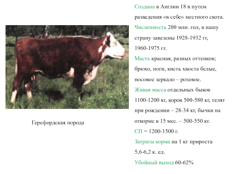 Порода вес. Герефорд порода КРС характеристика. Герефордская порода коров классификация. Герефордская корова характеристика. Герофродская порода коровхарактеристика.