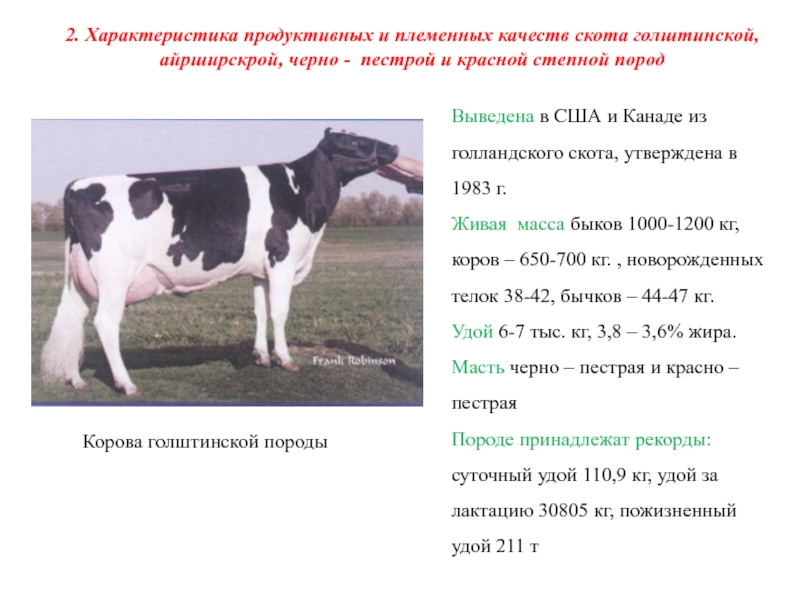 Реферат: Бонитировка быков-производителей в молочном и молочно-мясном скотоводстве