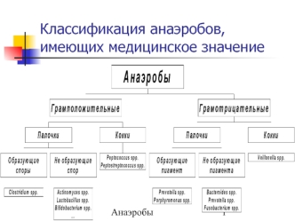 Классификация анаэробов, имеющих медицинское значение