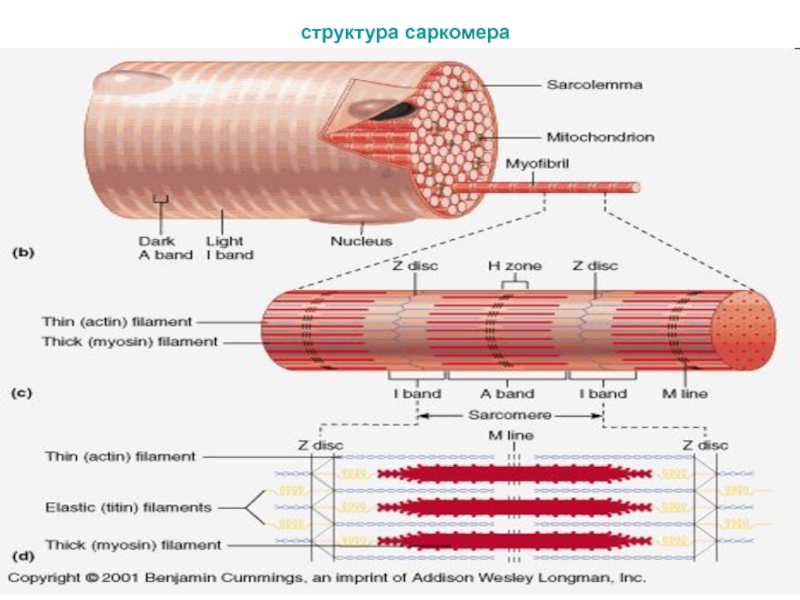 Саркомер рисунок физиология