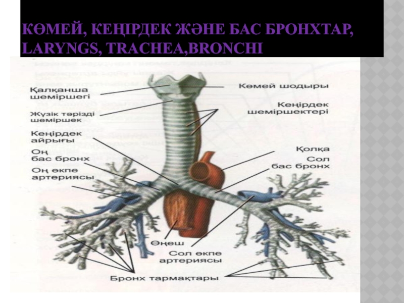 Трахея на рисунке человека