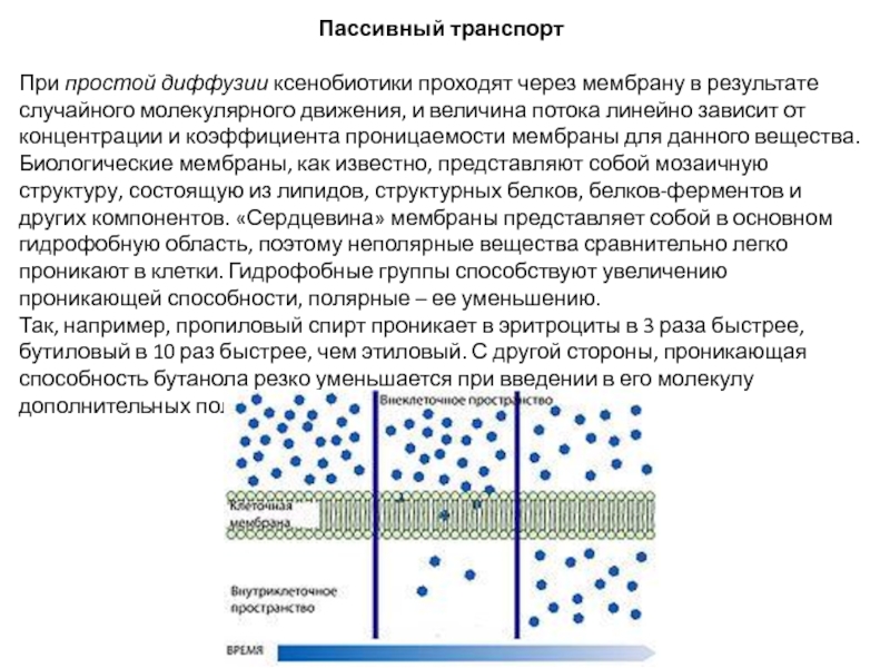 Простая диффузия. Транспорт воды через мембрану. При простой диффузии. Проницаемость мембран для воды. Латеральная диффузия роль.