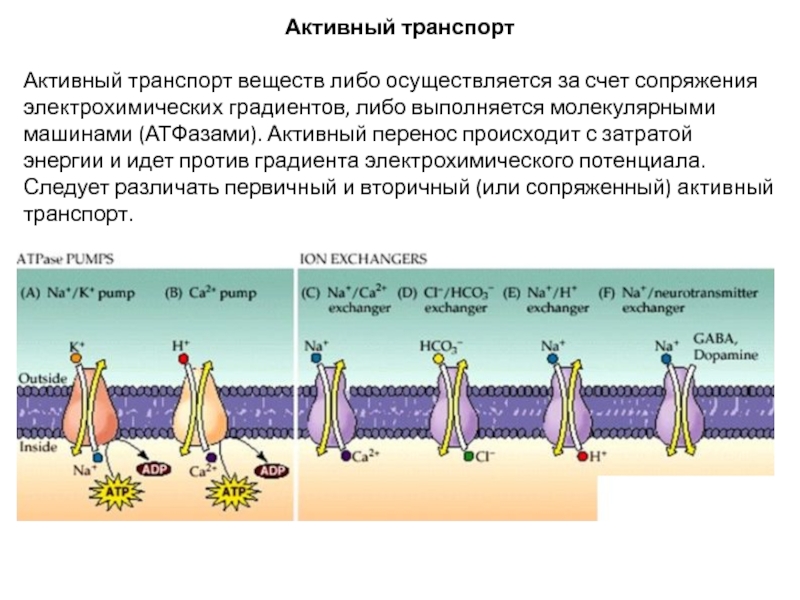Активный транспорт веществ механизм