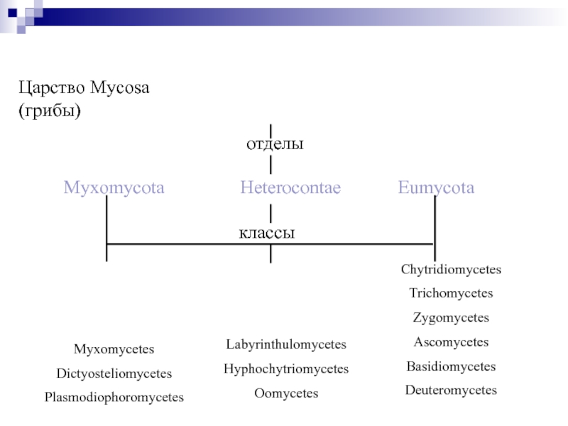 Максимум отделы. Отдел eumycota.