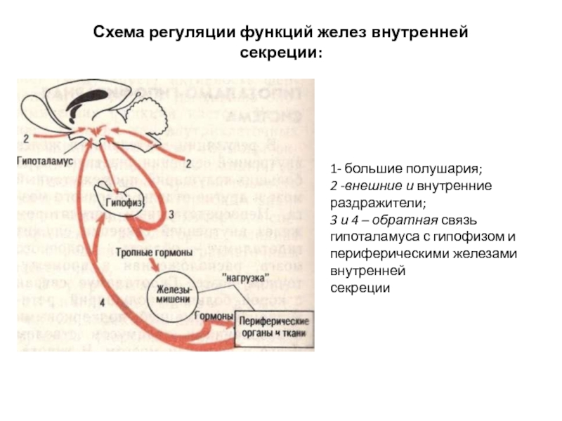 Гипофиза половых желез. Регуляция секреции гормонов гипофиза. Схема функционирования гипофиза. Влияние гипофиза на железы внутренней секреции. Функции эндокринных желез гипофиз.