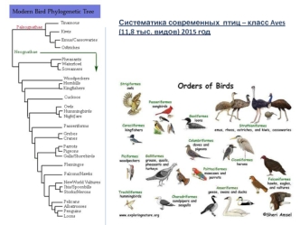 Систематика современных птиц – класс Aves