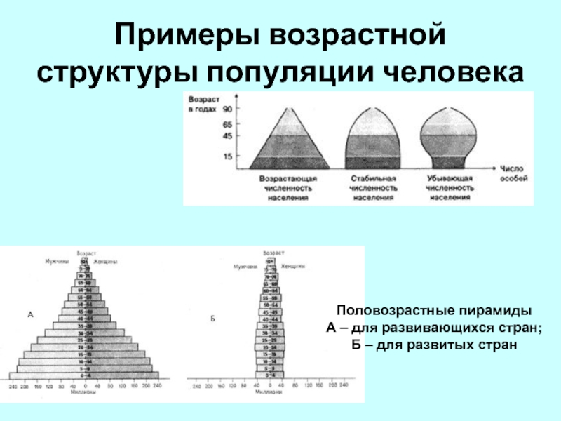 Реферат: Популяції та їх структура