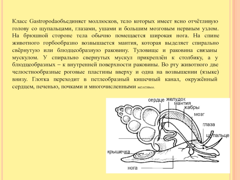 Тело моллюска имеет мантию. Нервная система брюхоногих. Нервная система брюхоногих моллюсков 7 класс. Брюшные конечности у брюхоногих. Класс брюхоногие нервная система.