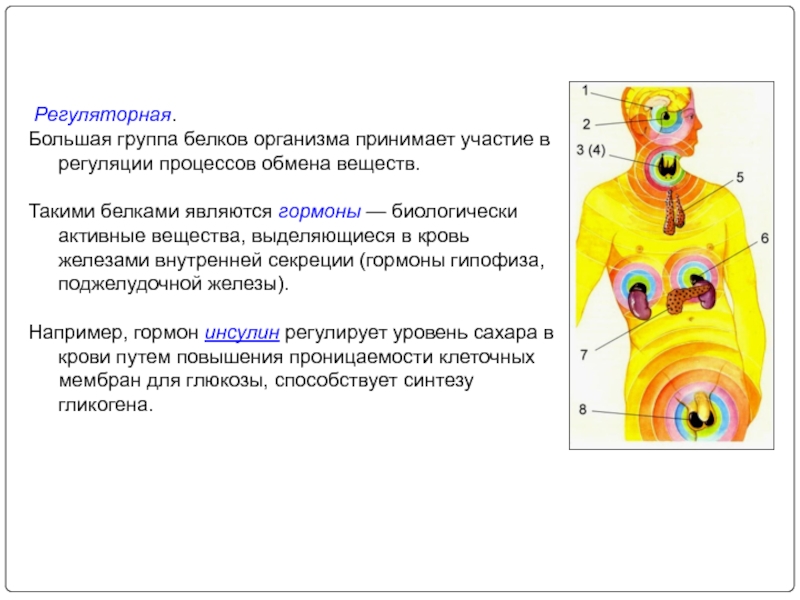 Сигнальную функцию в организме выполняет белок