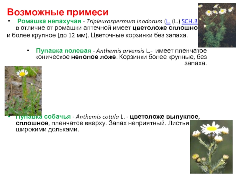 К какому растению относится ромашка. Цветоложе ромашки аптечной. Классификация ромашки аптечной. Систематика ромашки лекарственной.