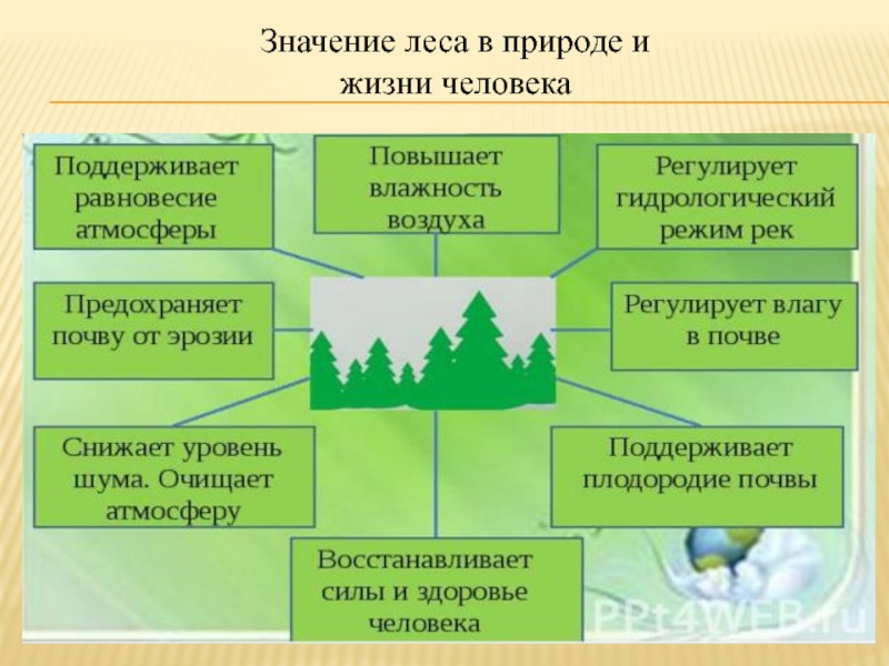 Значение леса в жизни северян схема