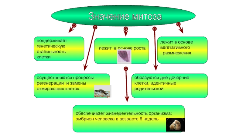 План что лежит в основе роста организмов