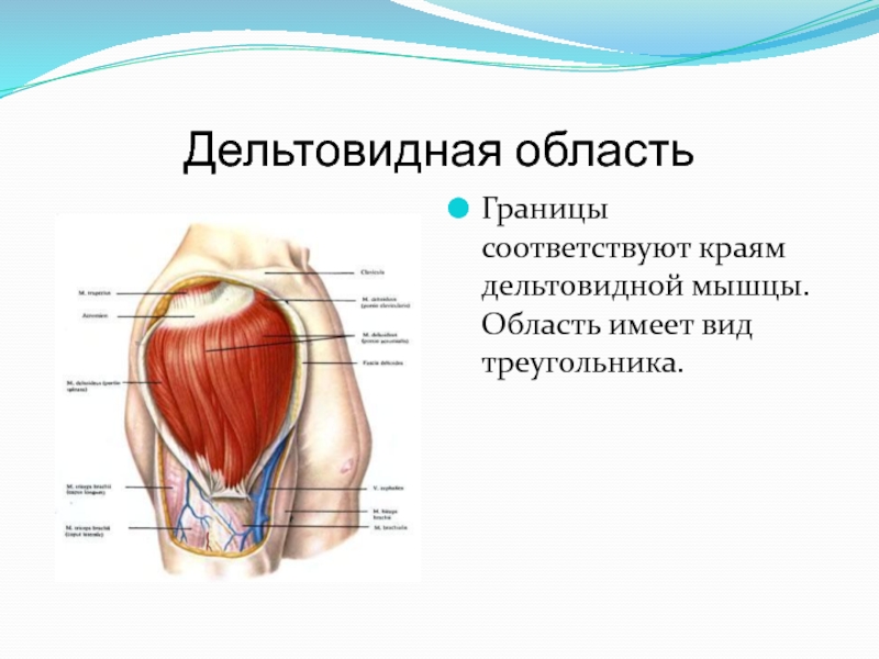 Область имел. Топография дельтовидной области. Послойное строение дельтовидной области. Дельтовидная область послойная топография. Топография дельтовидной мышцы.