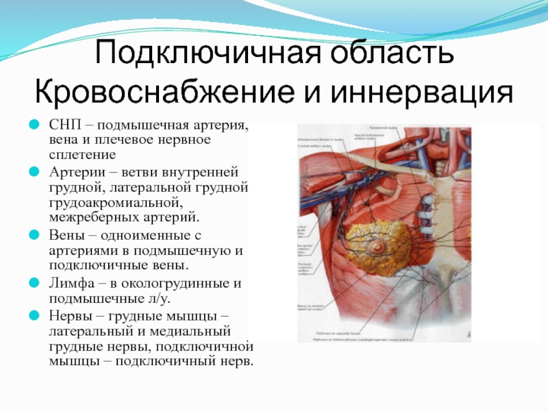 Слепое пятно это область сетчатки где есть нервы артерии и вены но нет светочувствительных клеток