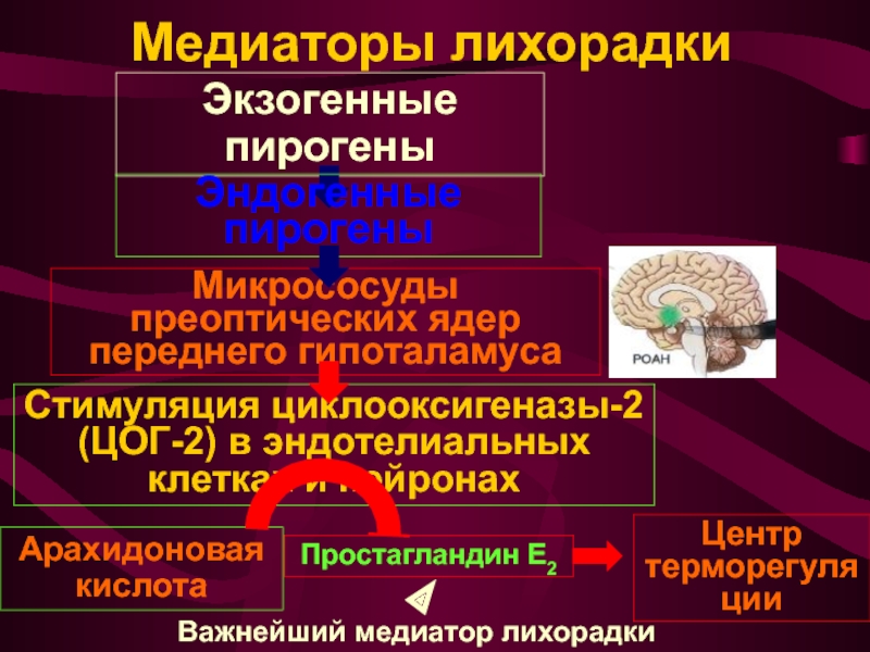 Пирогены. Первичные экзогенные пирогены. Эндогенные и экзогенные пирогены. Медиаторы лихорадки. Экзогенные и эндогенные пирогены лихорадки.