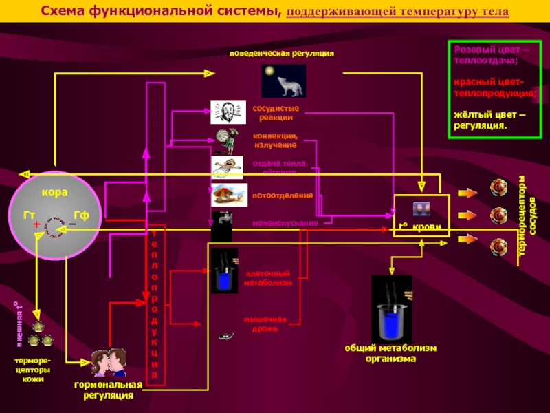 Схема функциональной системы терморегуляции