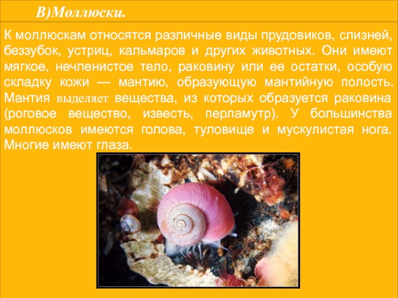 Типу моллюсков относят