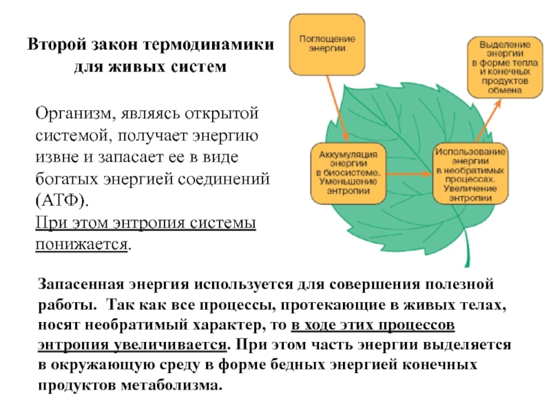 Энергия извне. 1 Закон термодинамики в биологических системах. Второй закон термодинамики для живых систем. 2 Закон термодинамики для биологических систем. Принципы термодинамики в биологических системах.