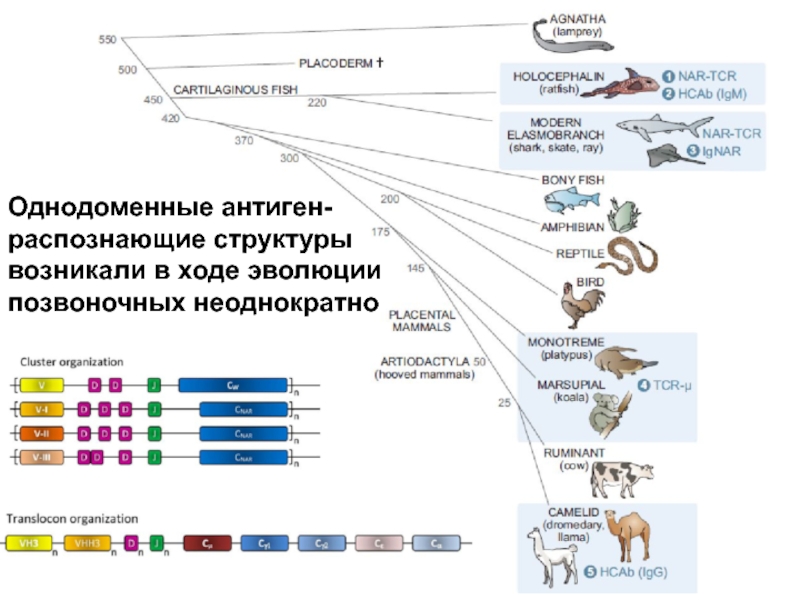 Эволюционная иммунология. Эволюция позвоночных. Развитие иммунной системы у позвоночных. Эволюционное иммунологию реферат.