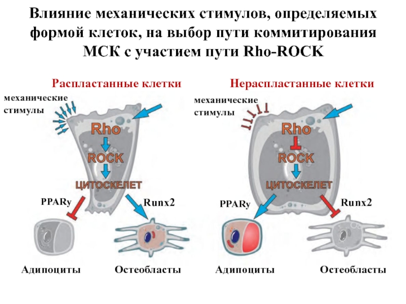 Группа механического воздействия. Механическое влияние. Механическая клетка. Факторы воздействия на клетку. Механическая форма клетки.