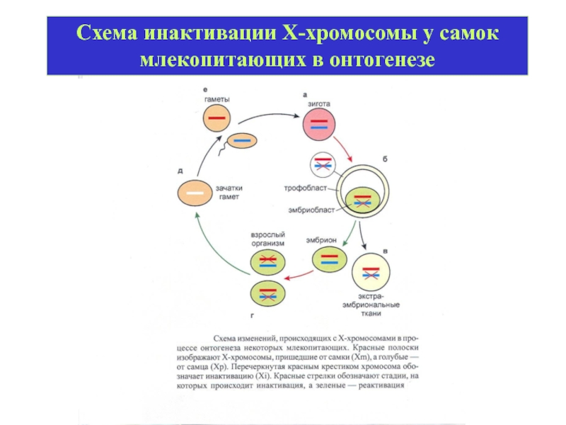 Проявление генов в онтогенезе презентация