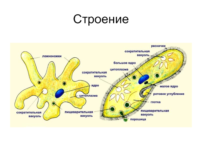 Простейшие являются. Строение простейших. План строения простейшего. Простейшие и их строение. Внутреннее строение простейших.