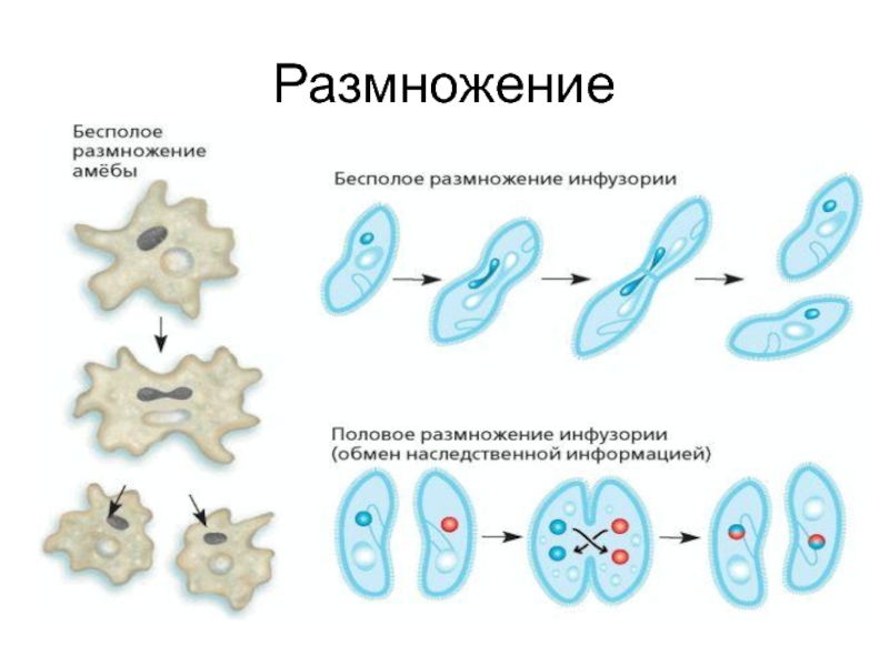 Простейшие этапы развития. Зарисуйте циклы развития одноклеточных организмов. Половое размножение амебы. Циклы развития одноклеточных организмов рисунок. Циклы размножения одноклеточных.
