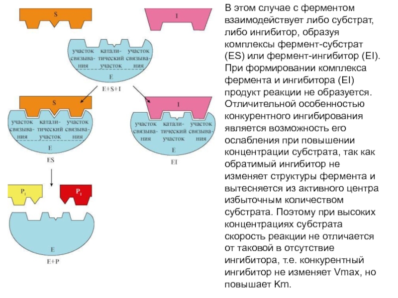 Блокаторы ферментов. Фермент субстратный комплекс ключ замок. Фермент-субстратный комплекс это в биохимии. Формирование фермент-субстратного комплекса. Ингибитор связывается с фермент-субстратным комплексом.