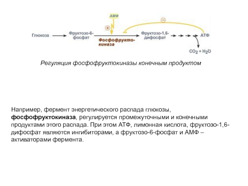 Фруктозо 6 дифосфат. Аллостерическая регуляция фосфофруктокиназы. Регуляторный фермент фосфофруктокиназа. Регуляция фосфофруктокиназы-2. Фермент фруктозо-6-фосфат фруктозо 1 6 дифосфат.