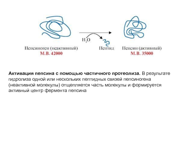 Схему активации пепсиногена