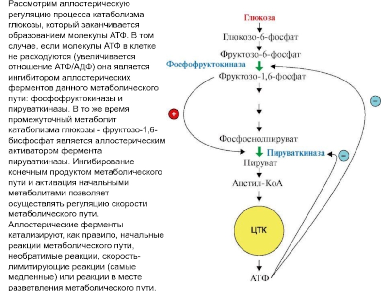 Схема катаболизма глюкозы