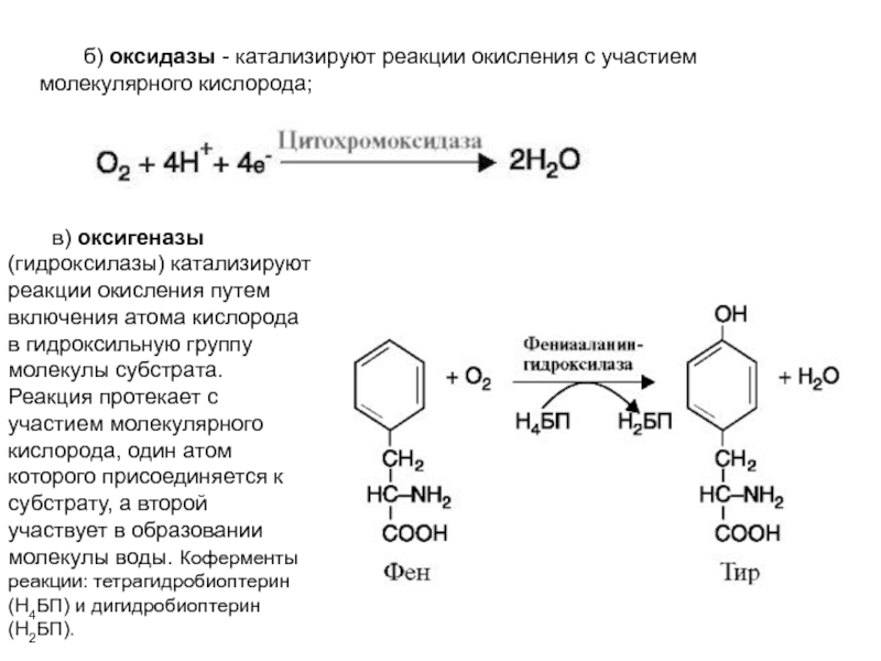 Реакция с участием фермента. Оксидазы катализируют реакции. Реакция с участием фермента оксидазы. Фермент оксидаза катализирует реакцию. Оксидазы примеры реакций.