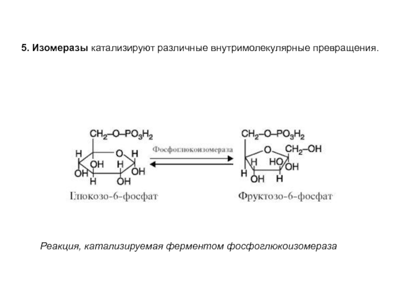 Реакция с участием фермента. Схема реакции которую катализирует амилаза. Изомеразы общая схема реакции. Реакция катализируемая амилазой. Какую реакцию катализирует амилаза схема.