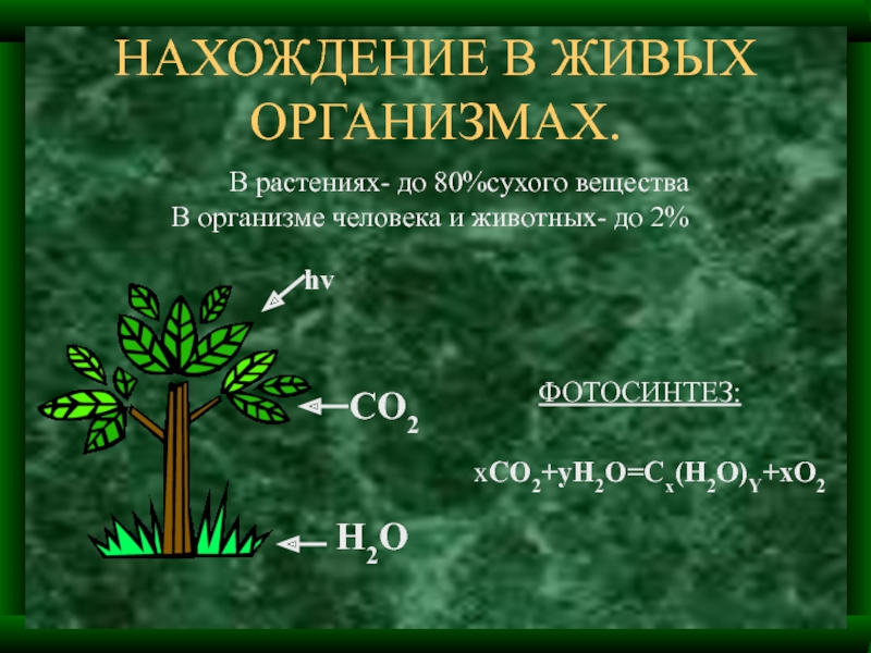 Сера в живом организме. Сухое вещество растений. Углерод в растениях. CX(h2o)y. Co2.