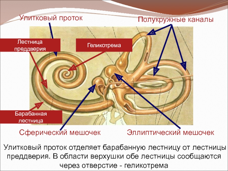 Схема строения преддверно улиткового органа