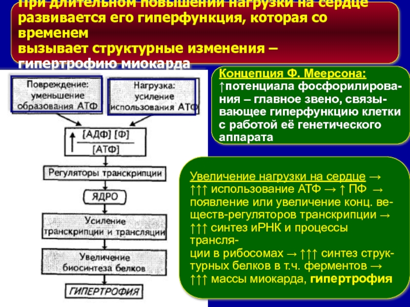 Стадии компенсаторной гиперфункции миокарда