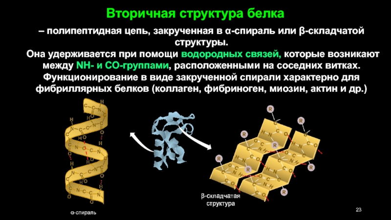Вторичную структуру белка определяют. Вторичная структура белка спираль. Строение вторичной структуры белка. Вторичная структура белка складчатость. Характеристика Альфа спирали вторичной структуры белка.