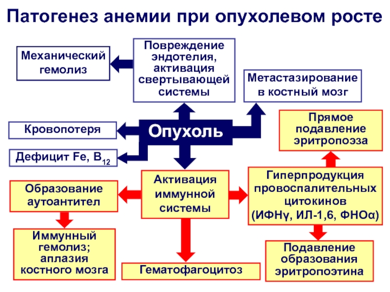 Схема патогенеза железодефицитной анемии