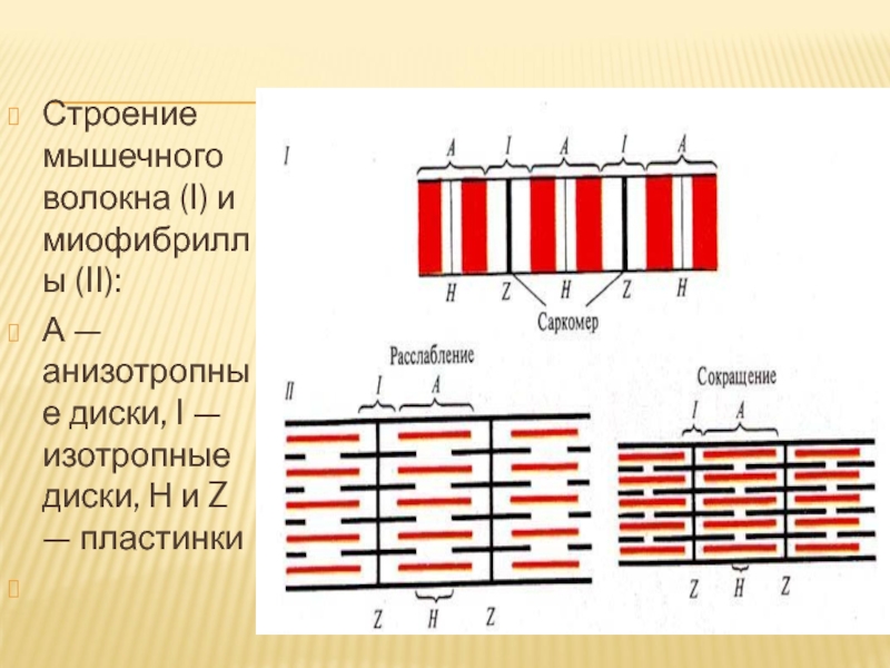 Атф азной активностью обладает белок миофибриллы